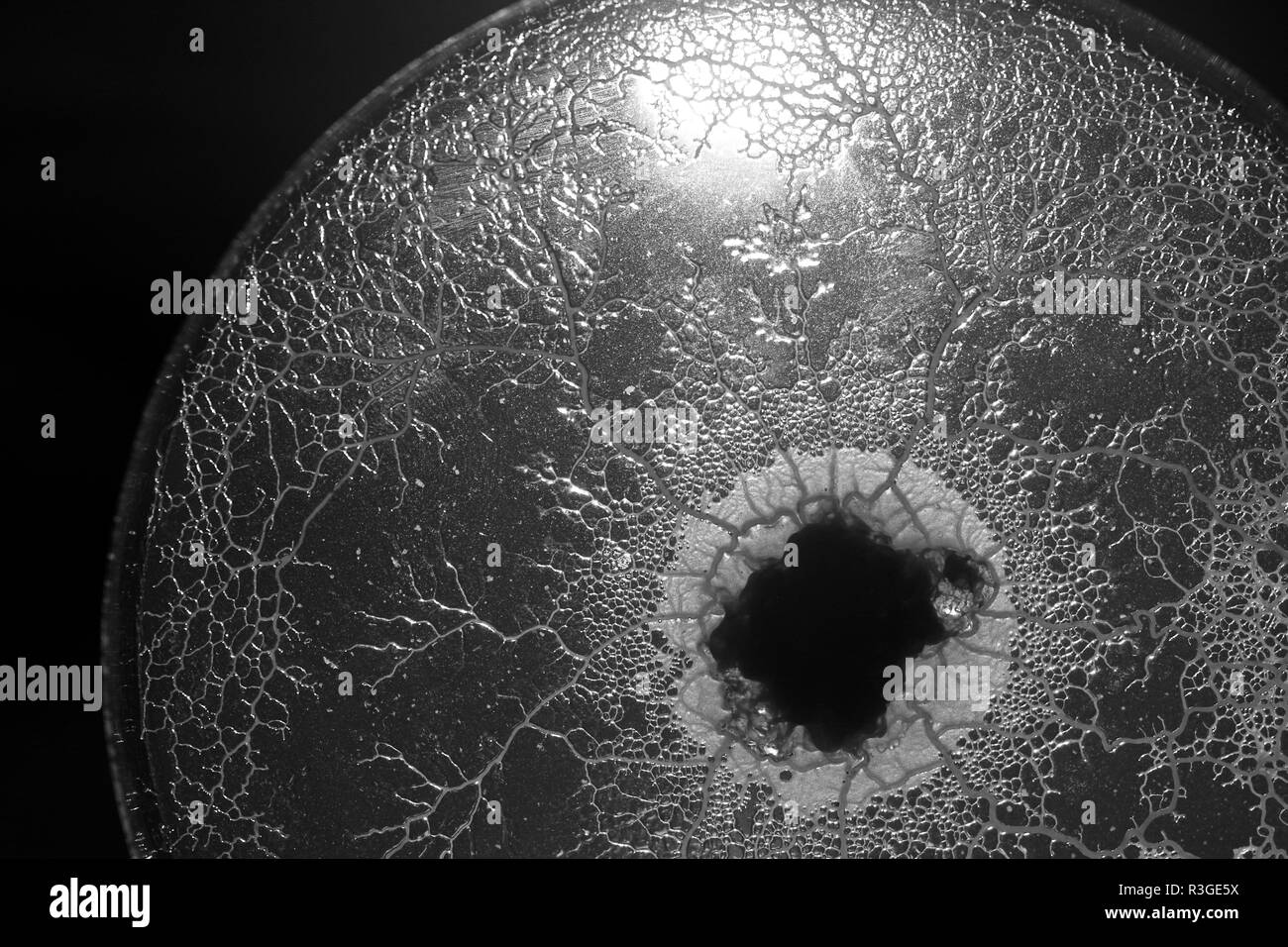 Fango giallo stampo (Physarum polycephalum) la crescita e la formazione della rete di agar in piastra Petri. Laboratorio di Biologia Progetto, Scotland, Regno Unito. Foto Stock
