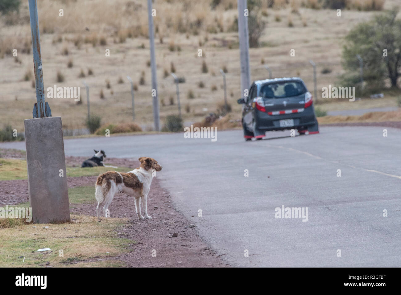 Un cane si distingue per la strada guardando un auto passato. Foto Stock