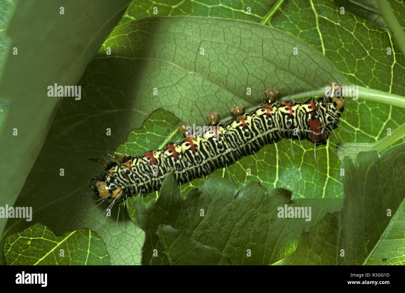 PRIMO PIANO DI UN BRUCO DEL GRAPEVINE MOTH (PHALAENOIDES GLYCINAE) CHE SI NUTRE PRINCIPALMENTE DI FOGLIE DI VITE ED È UN ORGANISMO NOCIVO AGRICOLO, AUSTRALIA. Foto Stock