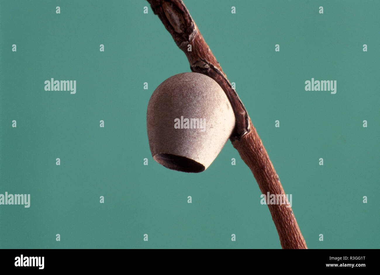 CUP MOTH bozzolo. Limacodidae o Euclidae, una famiglia di falene nella superfamiglia Zygaenoidea o Cossoidea così chiamato a causa della forma dei bozzoli. Foto Stock