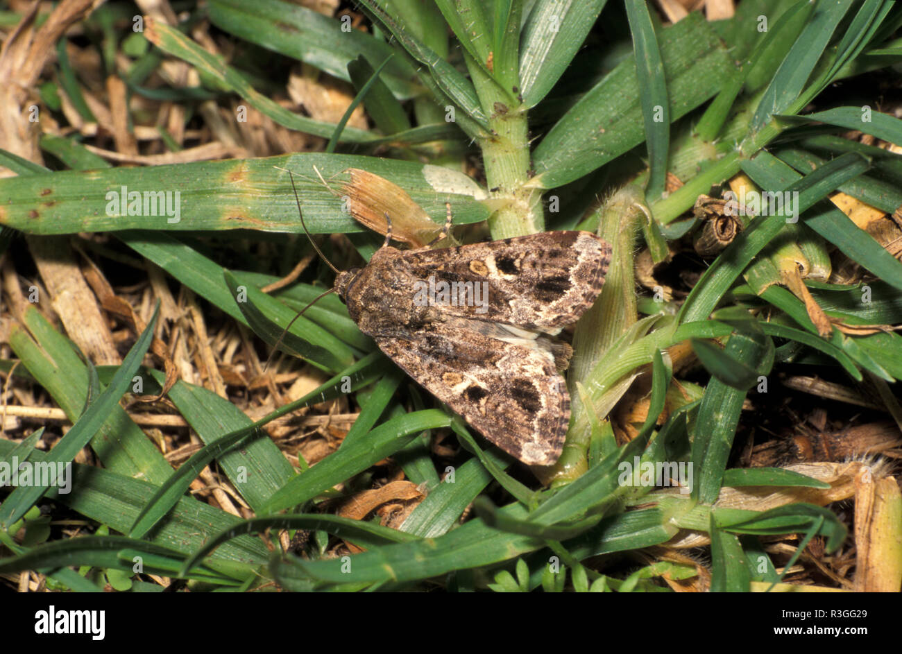 ARMYWORM, (SPODOPTERA MAURITIA) adulto su erba KIKUYU Foto Stock