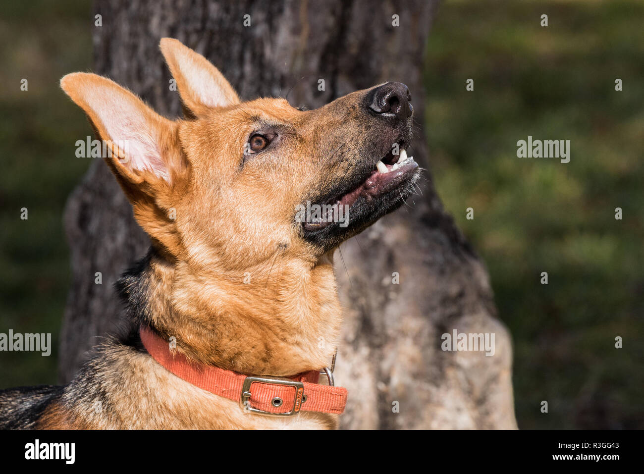 Pastore Tedesco cucciolo di cane ritratto Foto Stock