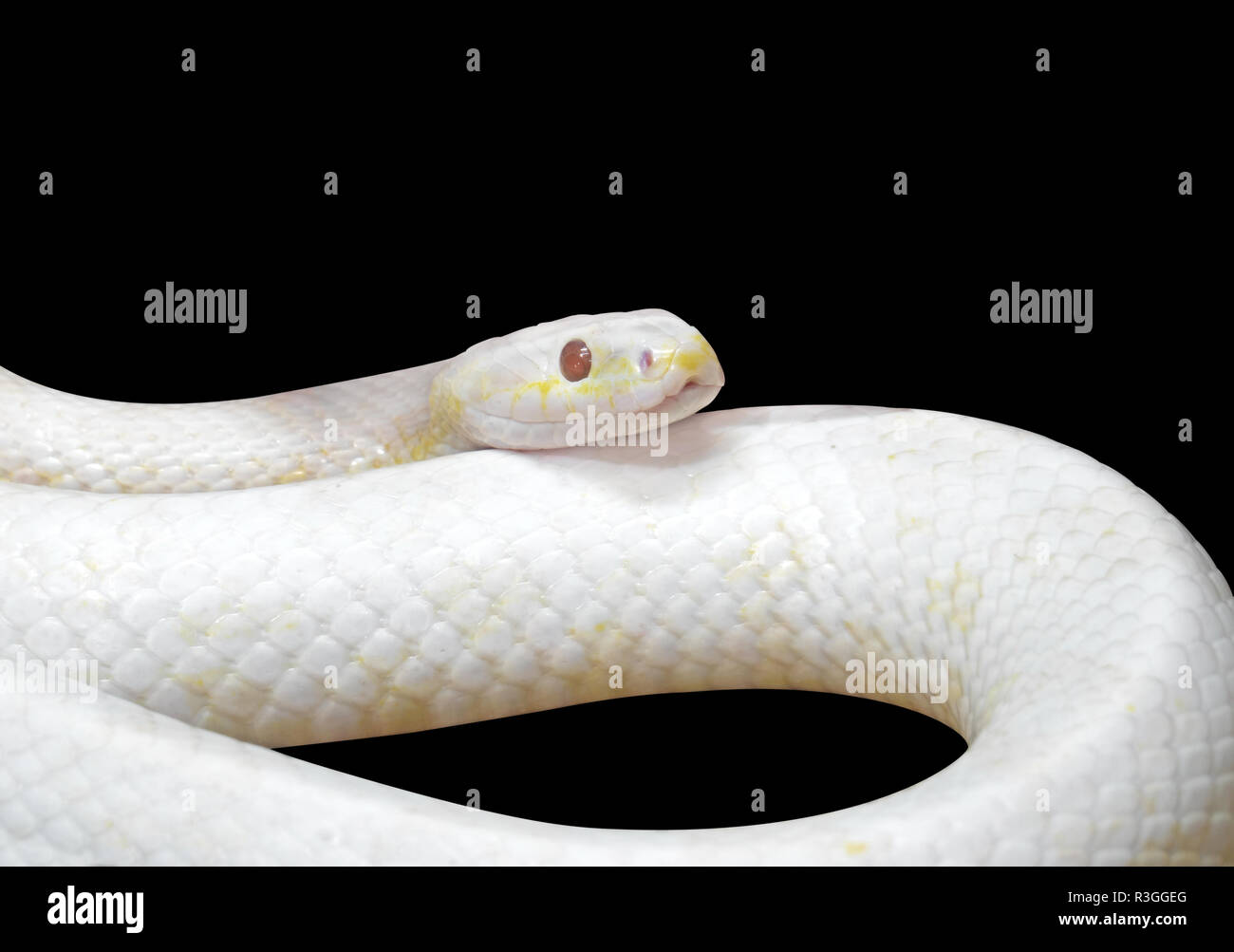 Albino Nero Serpente Di Ratto Isolati Avvolto A Spirale Su Sfondo Nero Con Tracciato Di Ritaglio Foto Stock Alamy