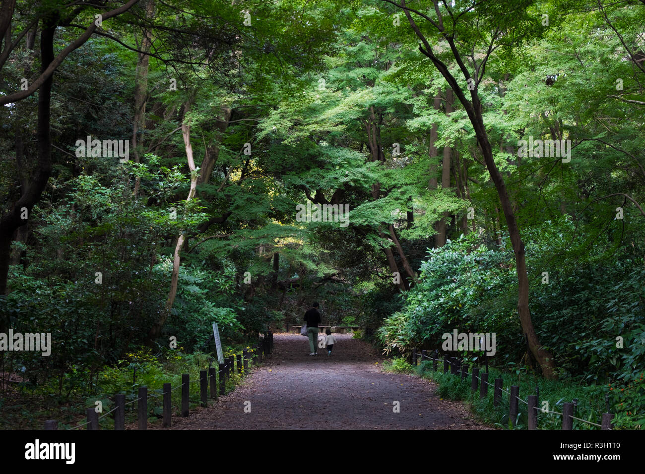 Una visita all'Istituto per lo Studio della natura a Tokyo, Giappone. E' un'oasi di giardini urbani, che mostra come la selvaggia Tokyo appariva. Foto Stock