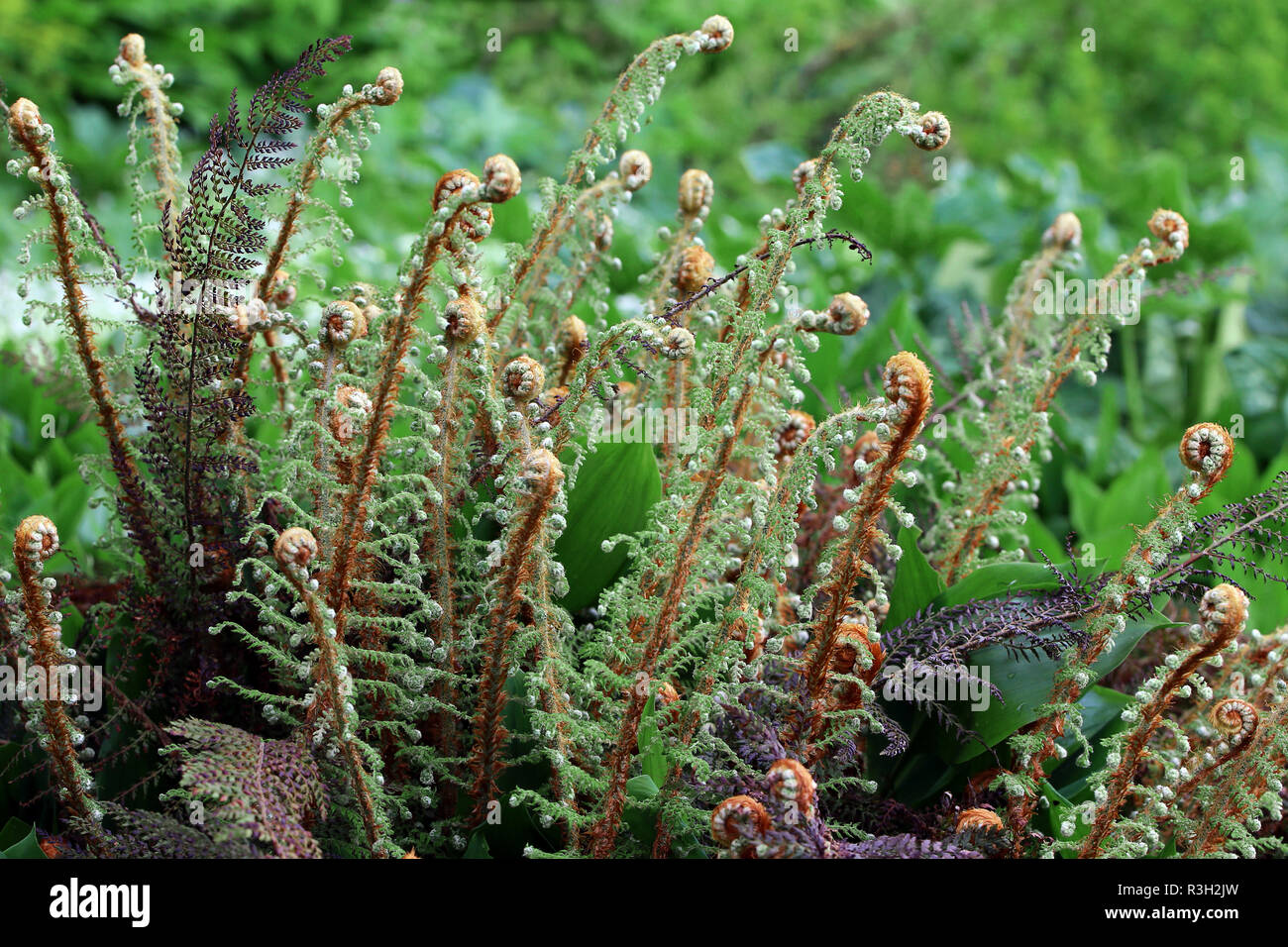 Protezione morbida fern Polystichum setiferum Foto Stock