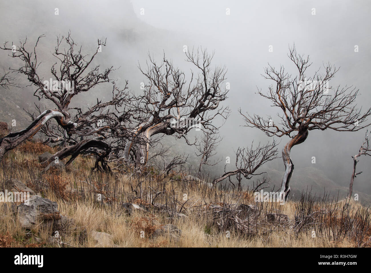 Vista degli alberi bruciati sull'isola di Madera Foto Stock