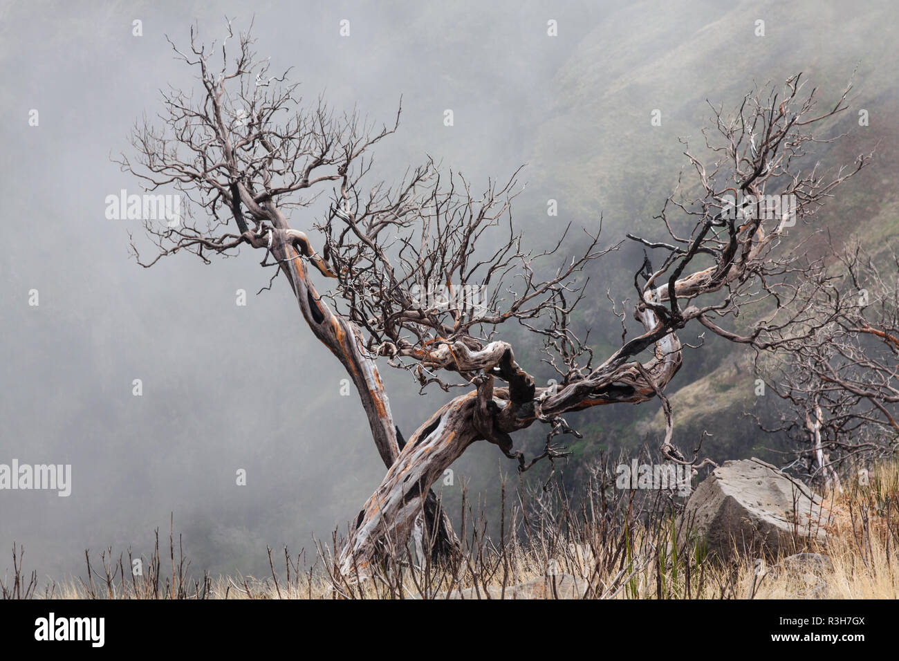 Vista degli alberi bruciati sull'isola di Madera Foto Stock