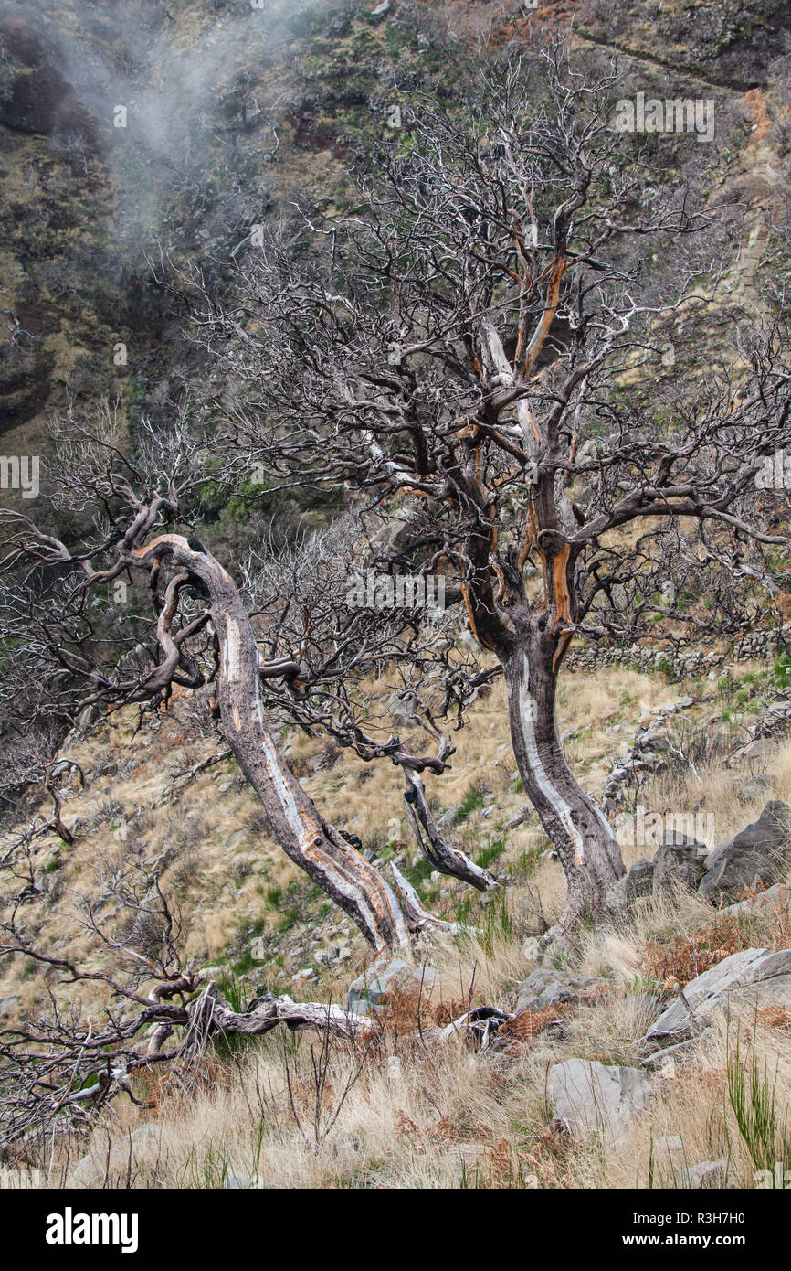 Vista degli alberi bruciati sull'isola di Madera Foto Stock