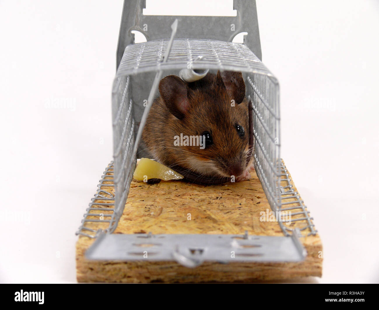 Catturato vivo mouse Foto Stock