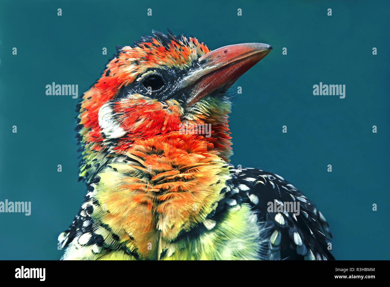 Studio della testa uccello portacolori a testa piatta Trachifono eritrocefalo Foto Stock Studio della testa uccello portacolori a testa piatta Trachifono eritrocefalo Foto Stock