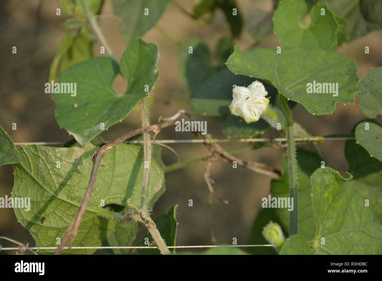 Gourd appuntito fiore o Trichosanthes dioica in un impianto nel campo. Foto Stock