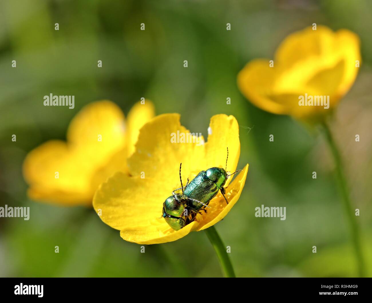 Silky caso beetle (cryptocephalus sericeus) coniugata su hahnenfußblüte Foto Stock