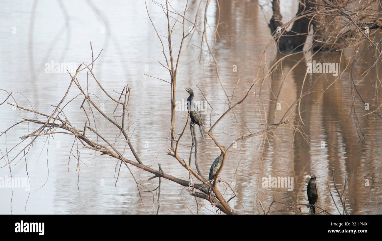 Cormorani neri sono visti in cerca di cibo in acqua Foto Stock