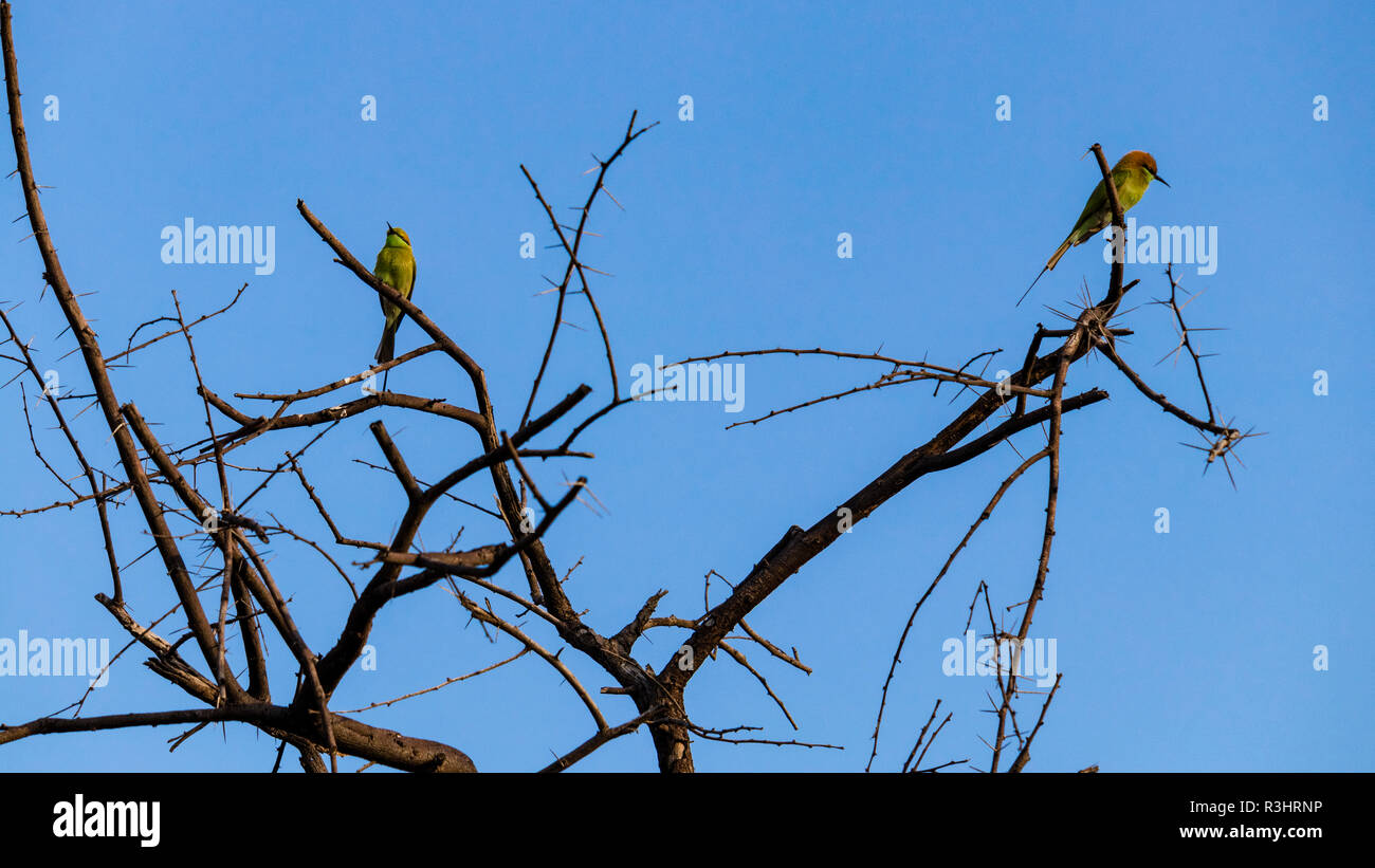 Due piccoli gruccione uccelli sono seduto su un ramo di albero Foto Stock