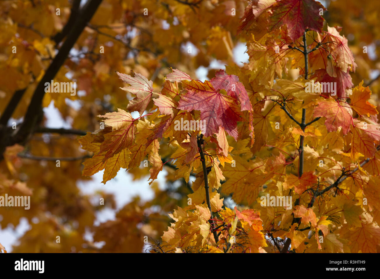 Foglie di autunno sulla struttura ad albero Foto Stock