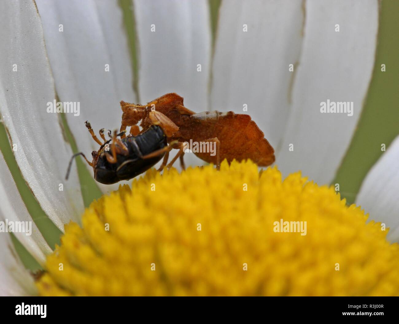 Diavolo (phymata crassipes) con la preda Foto Stock