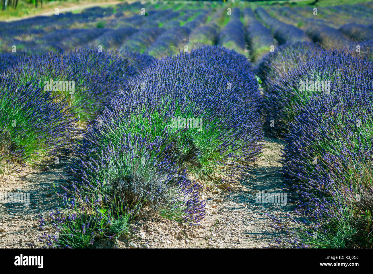 Provenza - campo di Lavanda in Gordes,Francia Foto Stock