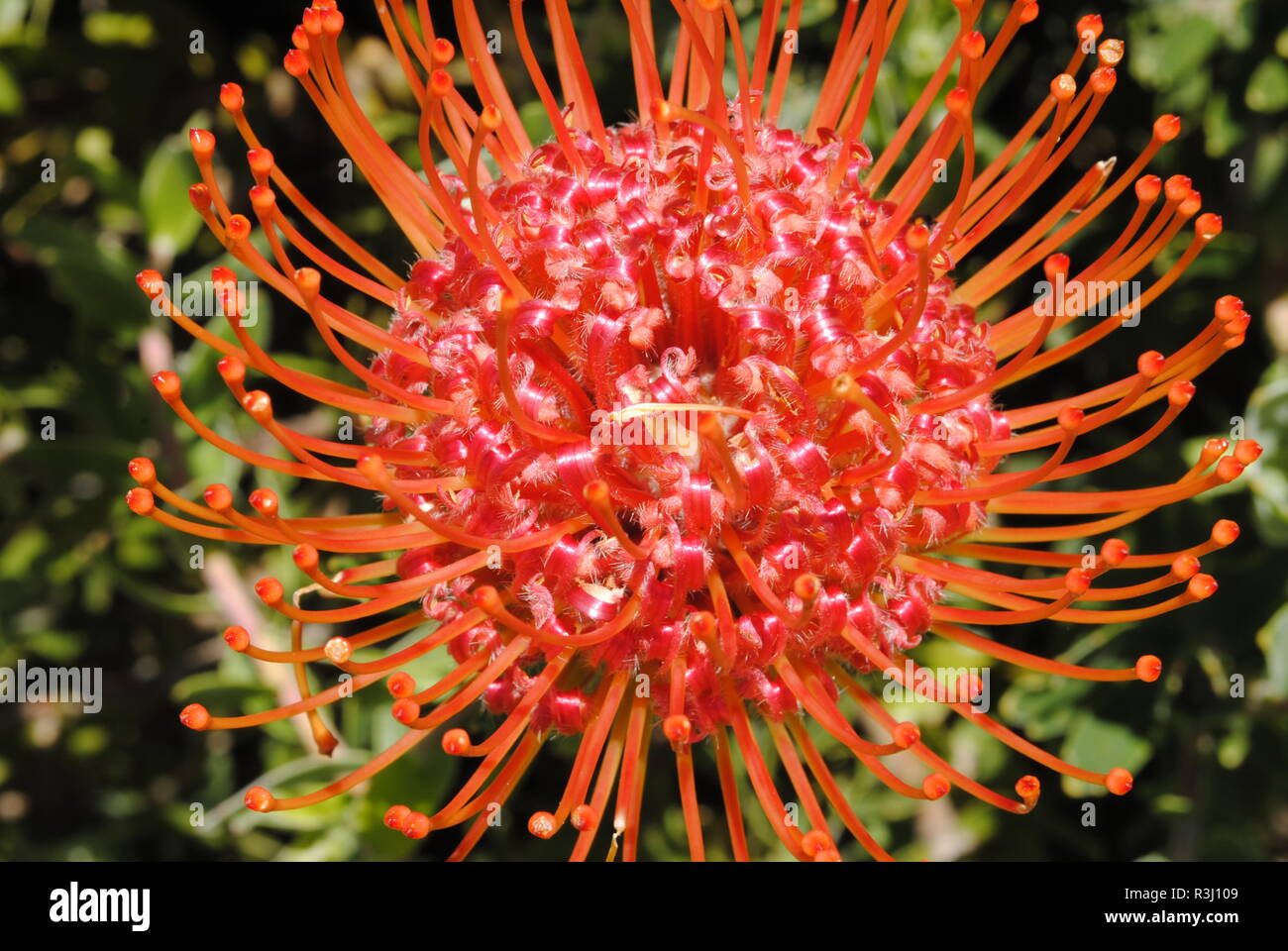 Il Protea o zucchero di bush Foto Stock