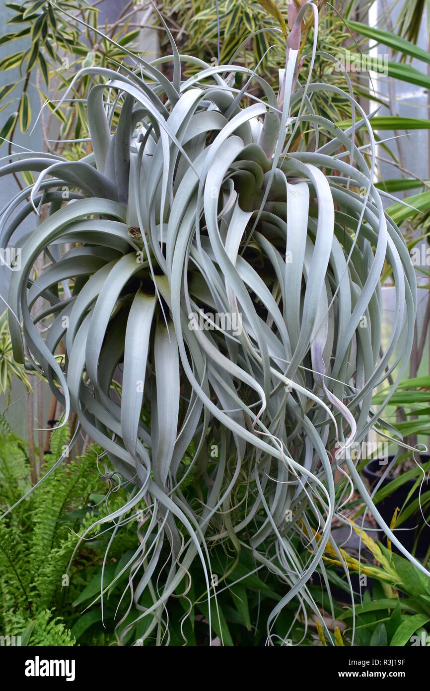 Piante succulente con colore grigio pallido lunga parentesi con foglie coriacee superficie. Foto Stock