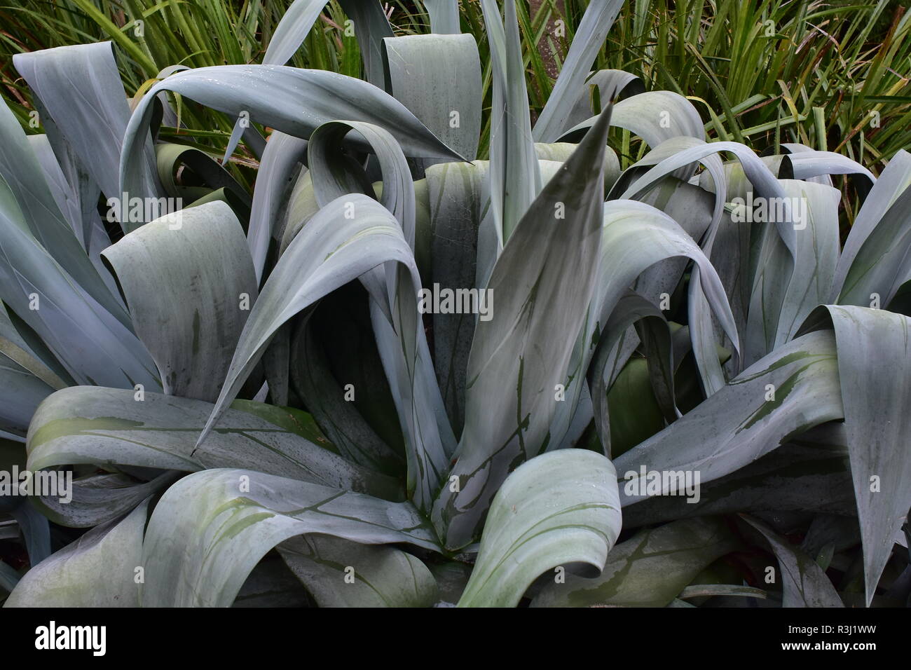 Grigio grandi piante succulente con ampia pala a forma di foglie coriacee. Foto Stock