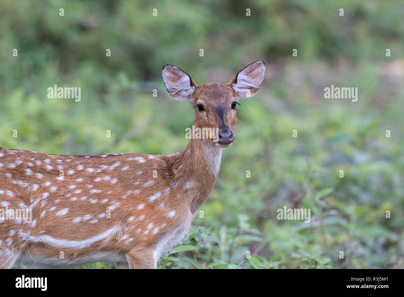 Avvistato cervi o Chital (asse asse), Chitwan il parco nazionale, il Nepal Foto Stock