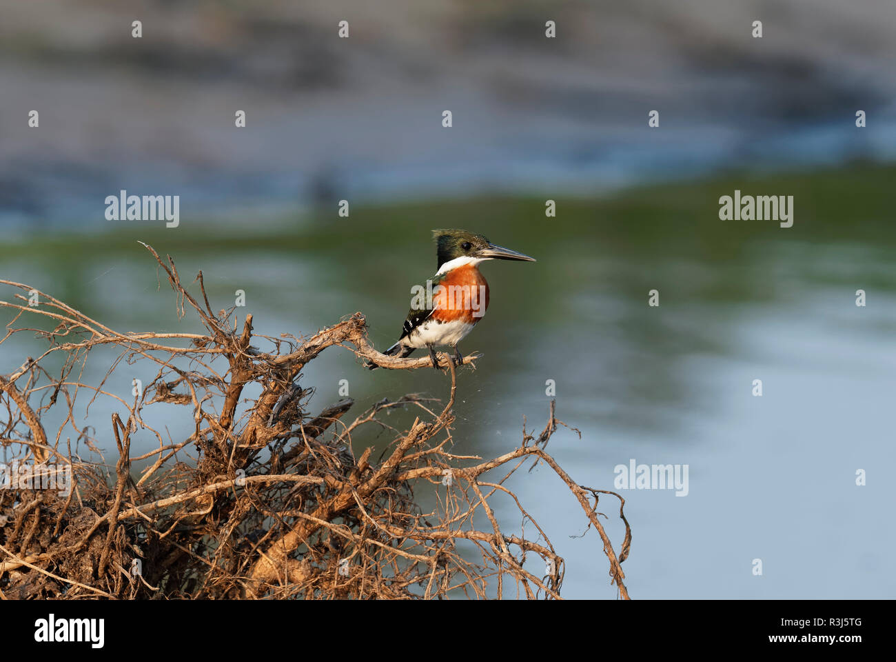 American pigmeo di Kingfisher (Chloroceryle aenea) seduto sul ramo più Cuiaba River, Pantanal, Mato Grosso, Brasile Foto Stock