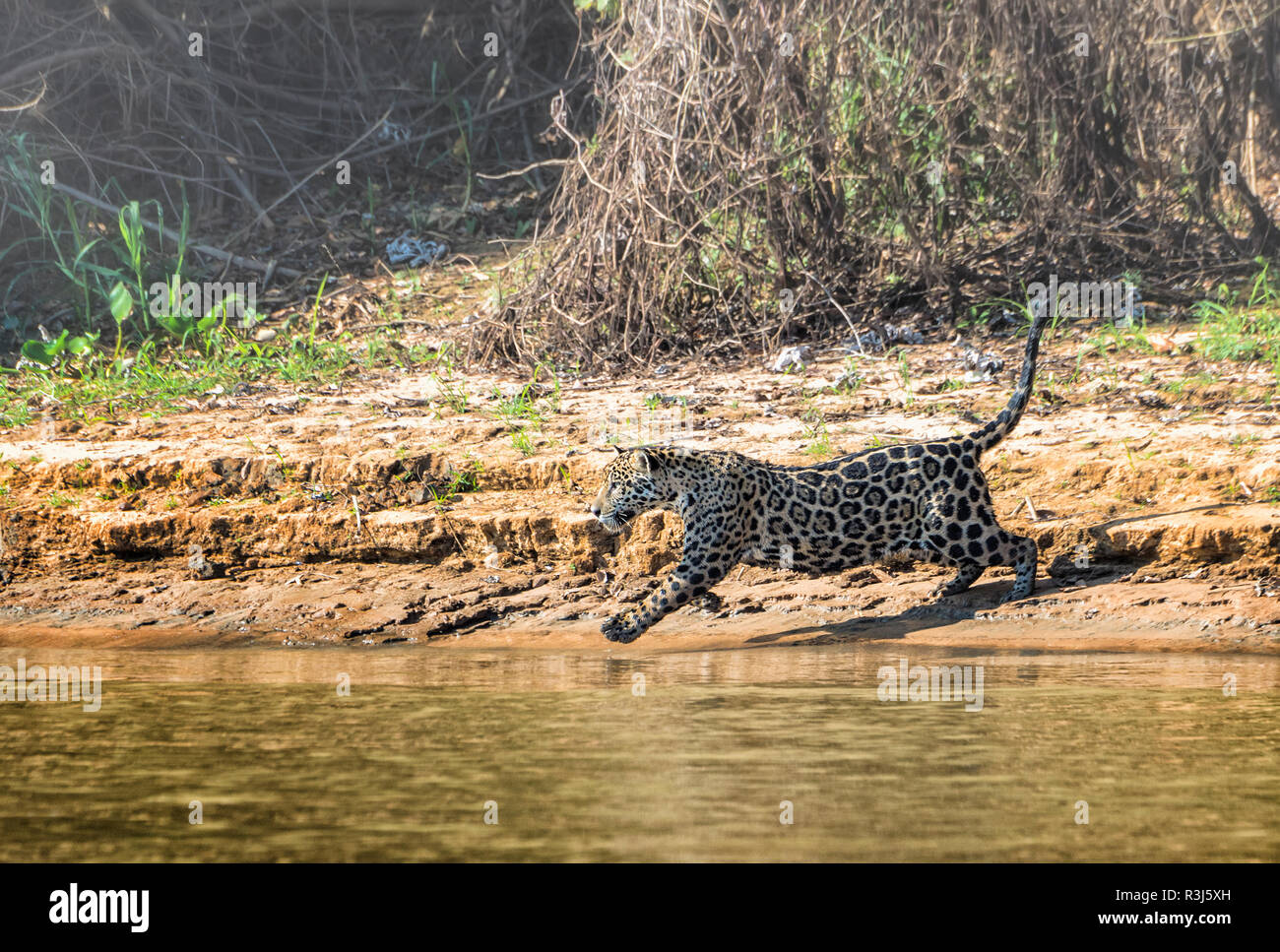 Jaguar (Panthera onca) in esecuzione e caccia, Cuiaba river, Pantanal, Mato Grosso, Brasile Foto Stock