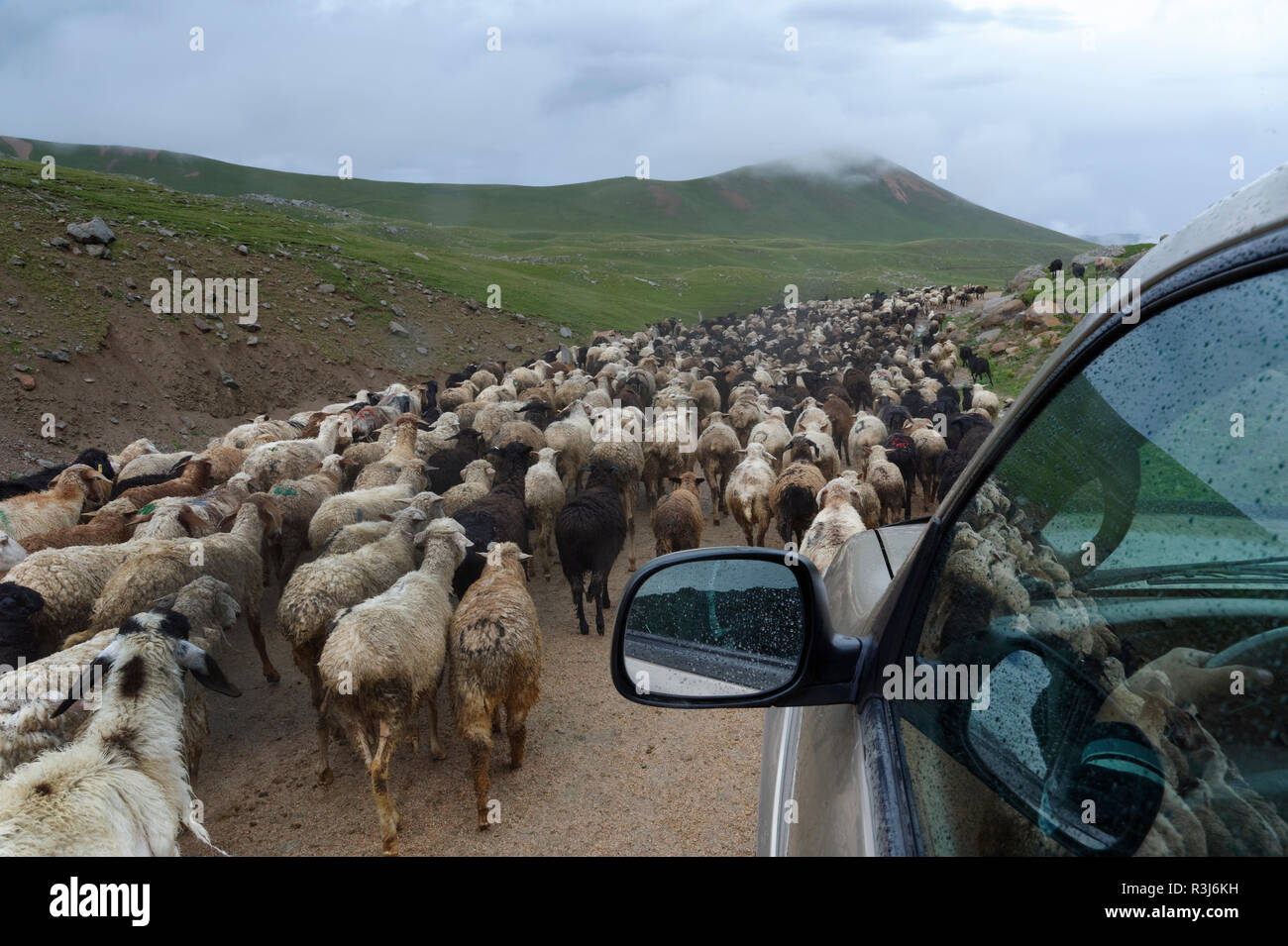 Off road veicolo in movimento nel mezzo di un gregge di pecore, Tosor Pass, regione di Naryn, Kirghizistan, Asia centrale Foto Stock
