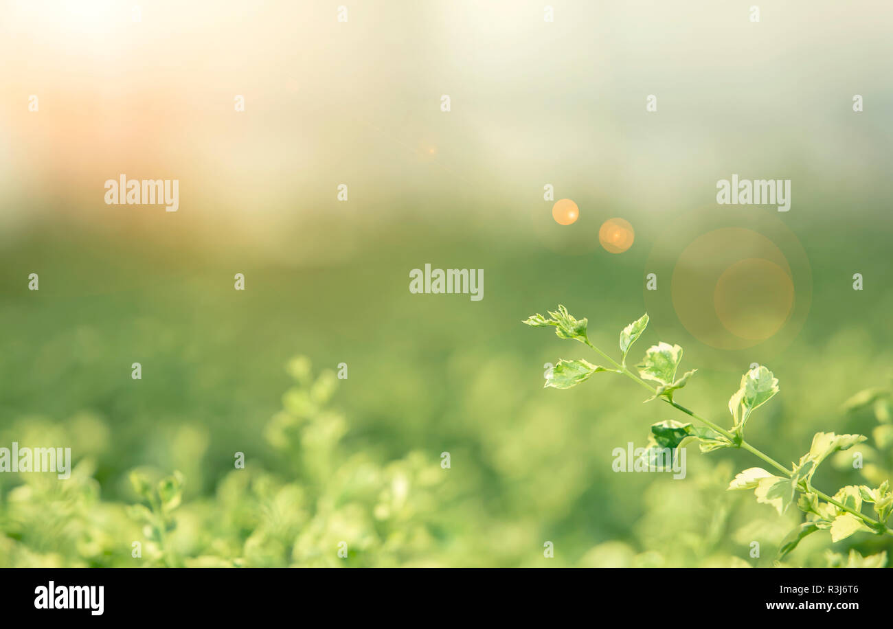 Foglia e natura fresca concetto di sfondo. Messa a fuoco di selezione a foglia verde con sfocato sfondo naturale con la luce del sole al tramonto. Foto per aggiungere del testo Foto Stock