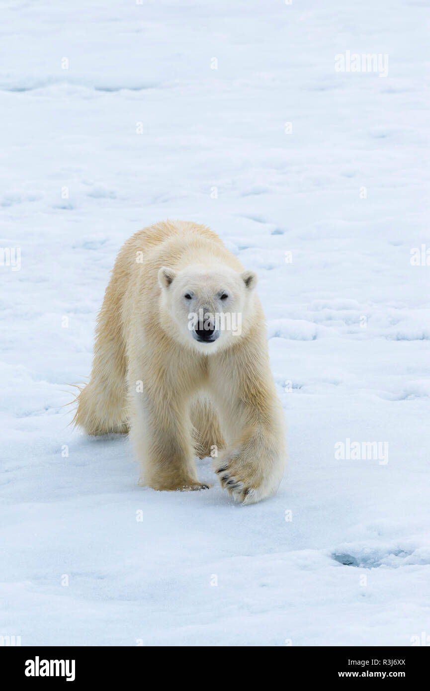 Orso polare (Ursus maritimus) passeggiate sulla banchisa, arcipelago delle Svalbard, Norvegia Foto Stock