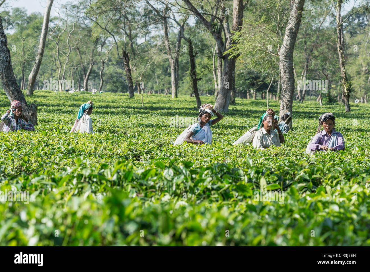 Le donne indiane prelevare le foglie di tè, Assam, India Foto Stock