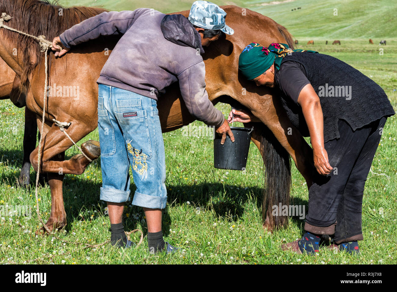 Coppia di nomadi del Kirghizistan mungitura un mare su pascoli di montagna, Song Kol, provincia di Naryn, Kirghizistan, Asia centrale Foto Stock