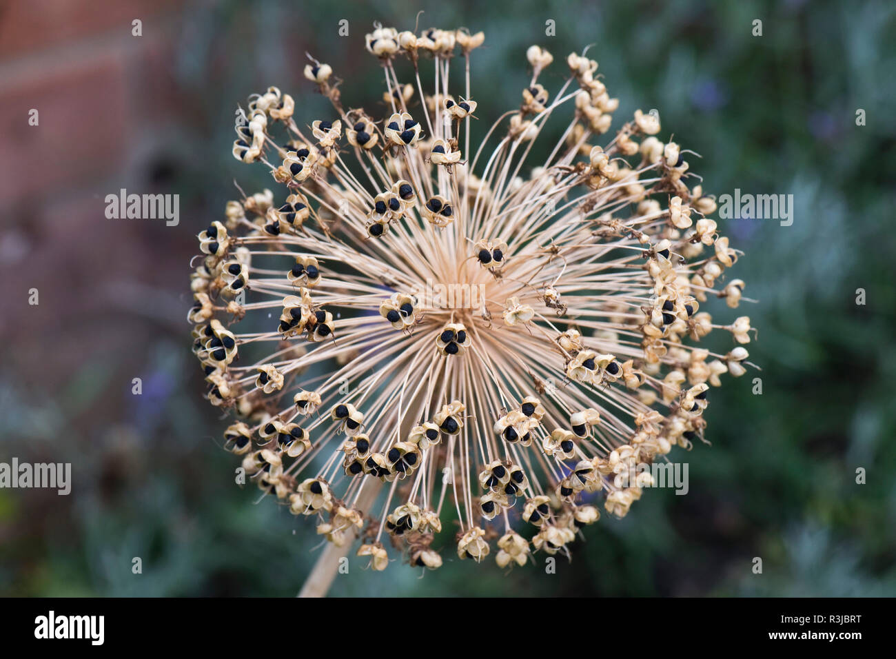 Olandese, aglio Allium hollandicum, 'viola sensazione, seedhead sferica con open seedpods mostra semi neri, Luglio Foto Stock