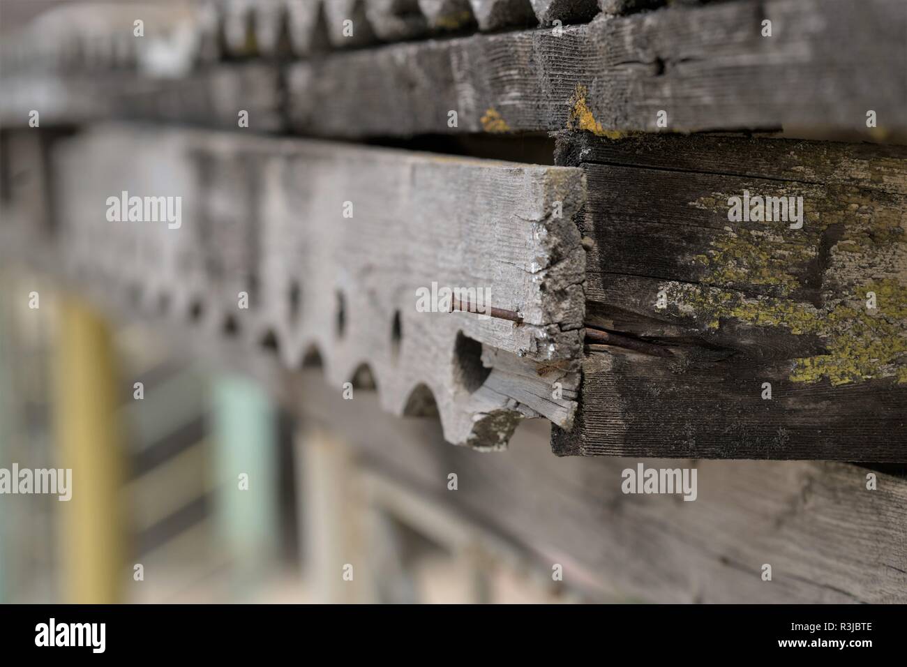 Chiodo arrugginito in legno scolpito plank su un vecchio arbor, il fuoco selettivo Foto Stock