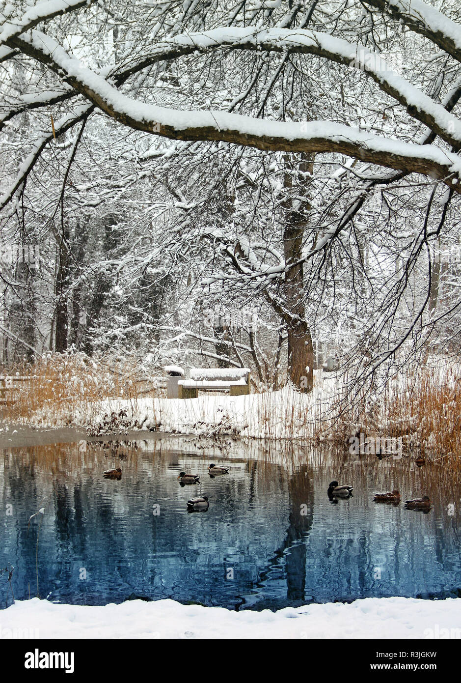 Duck Pond in inverno Foto Stock