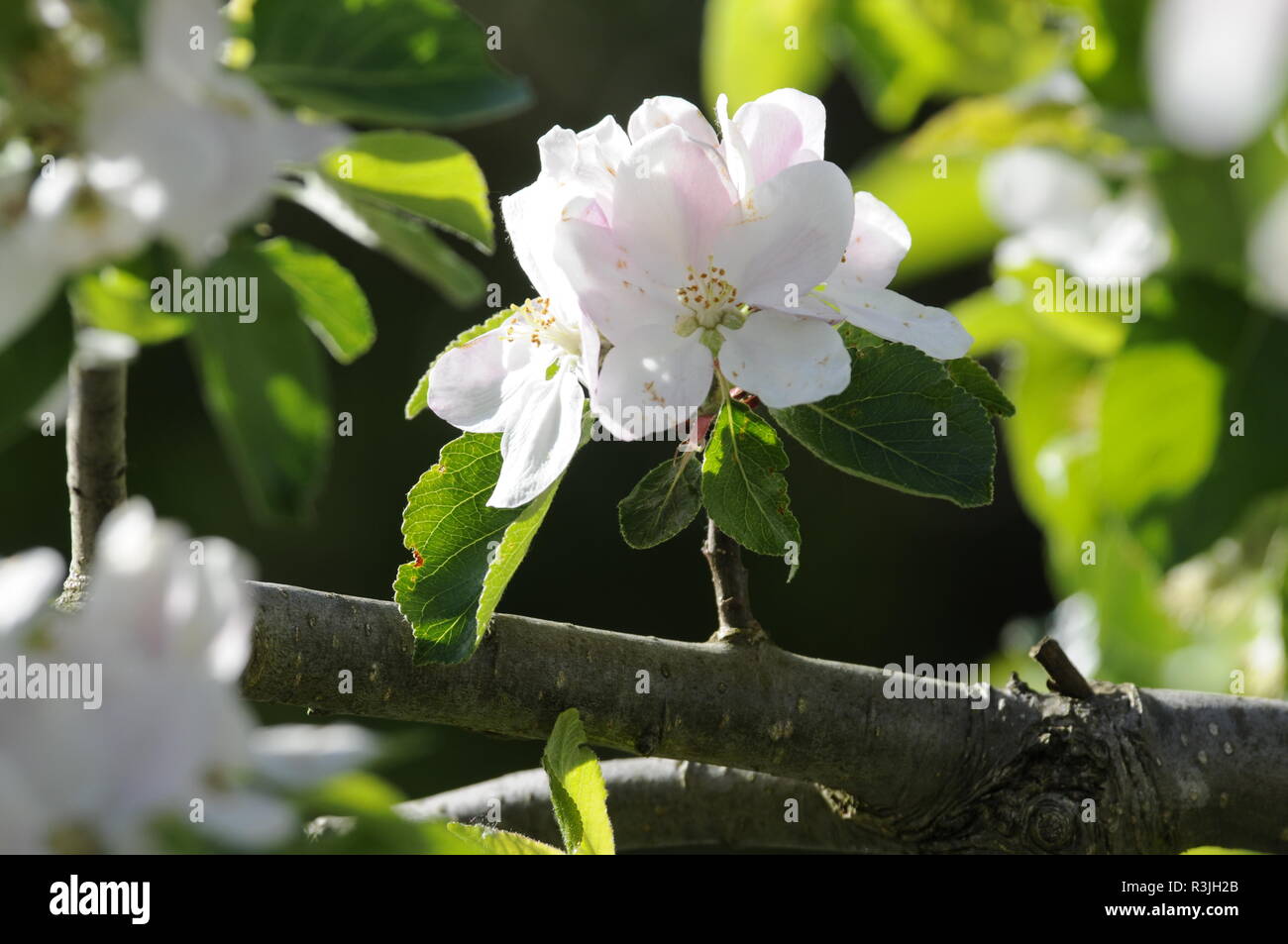 fiori di melo Foto Stock