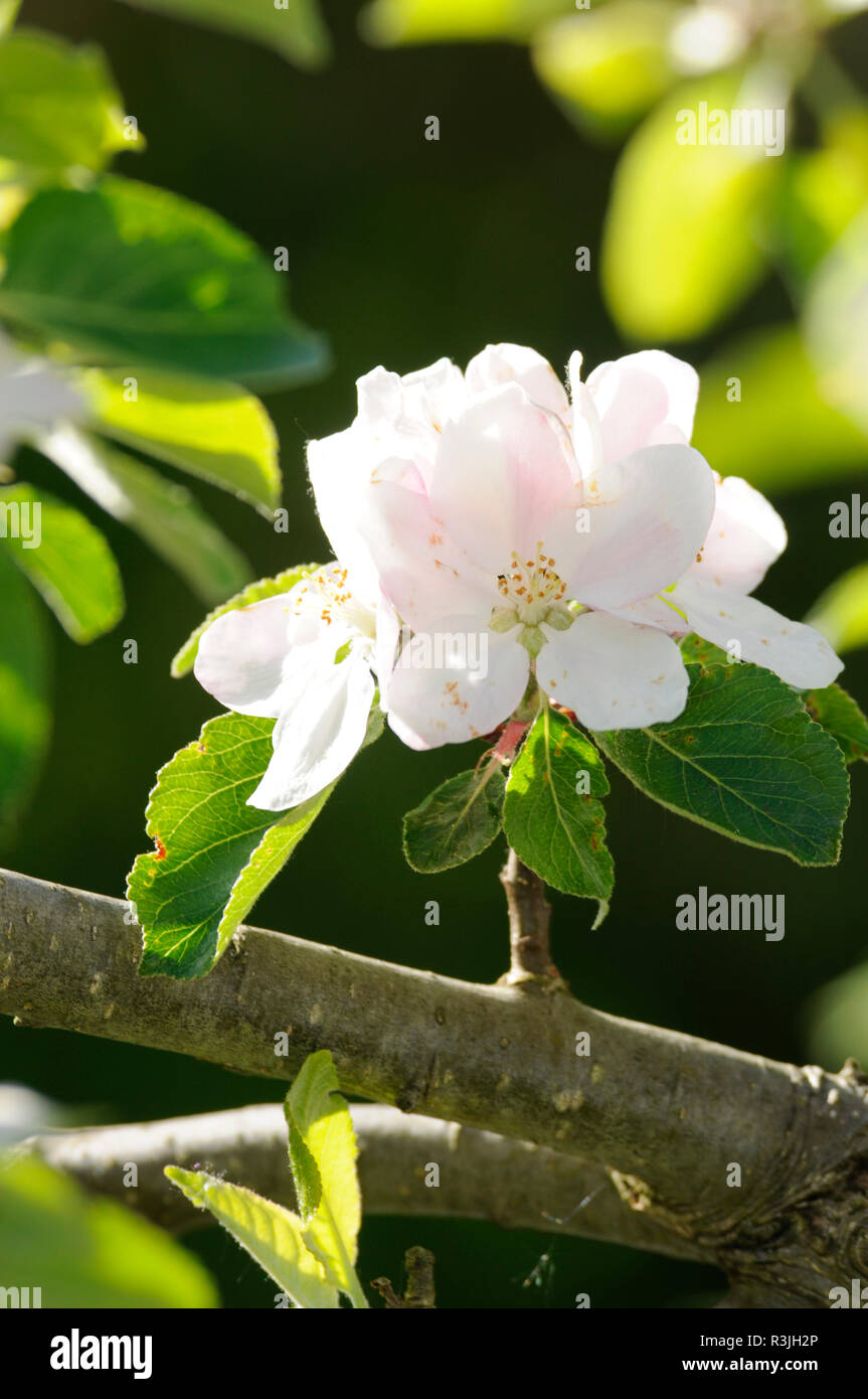 fiori di melo Foto Stock