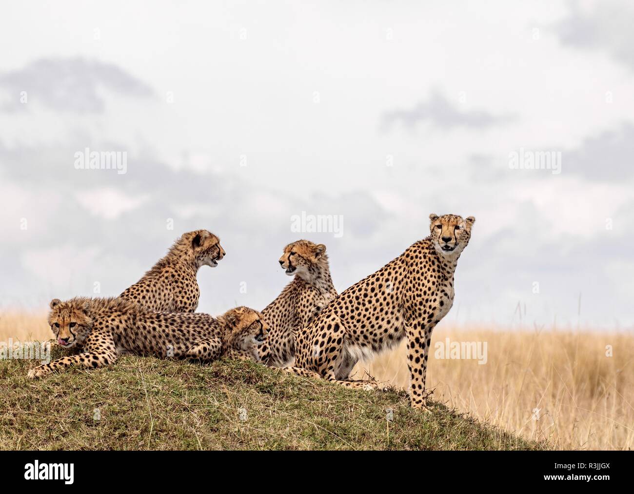 Avvistato gatti nel Maasai Mara Foto Stock