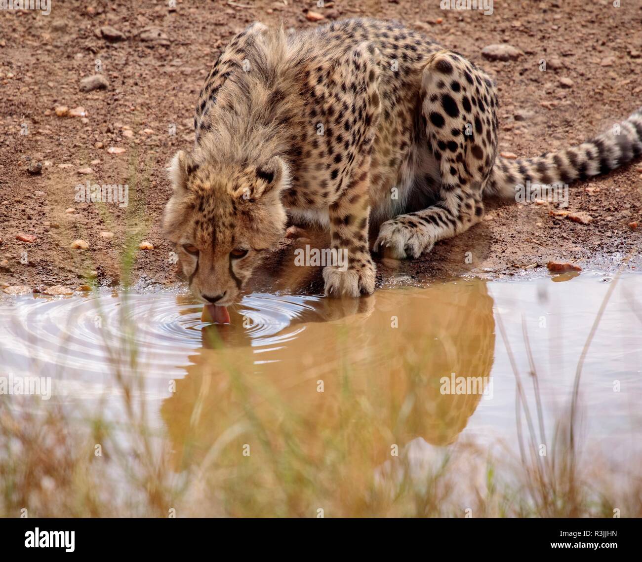 Avvistato gatti nel Maasai Mara Foto Stock