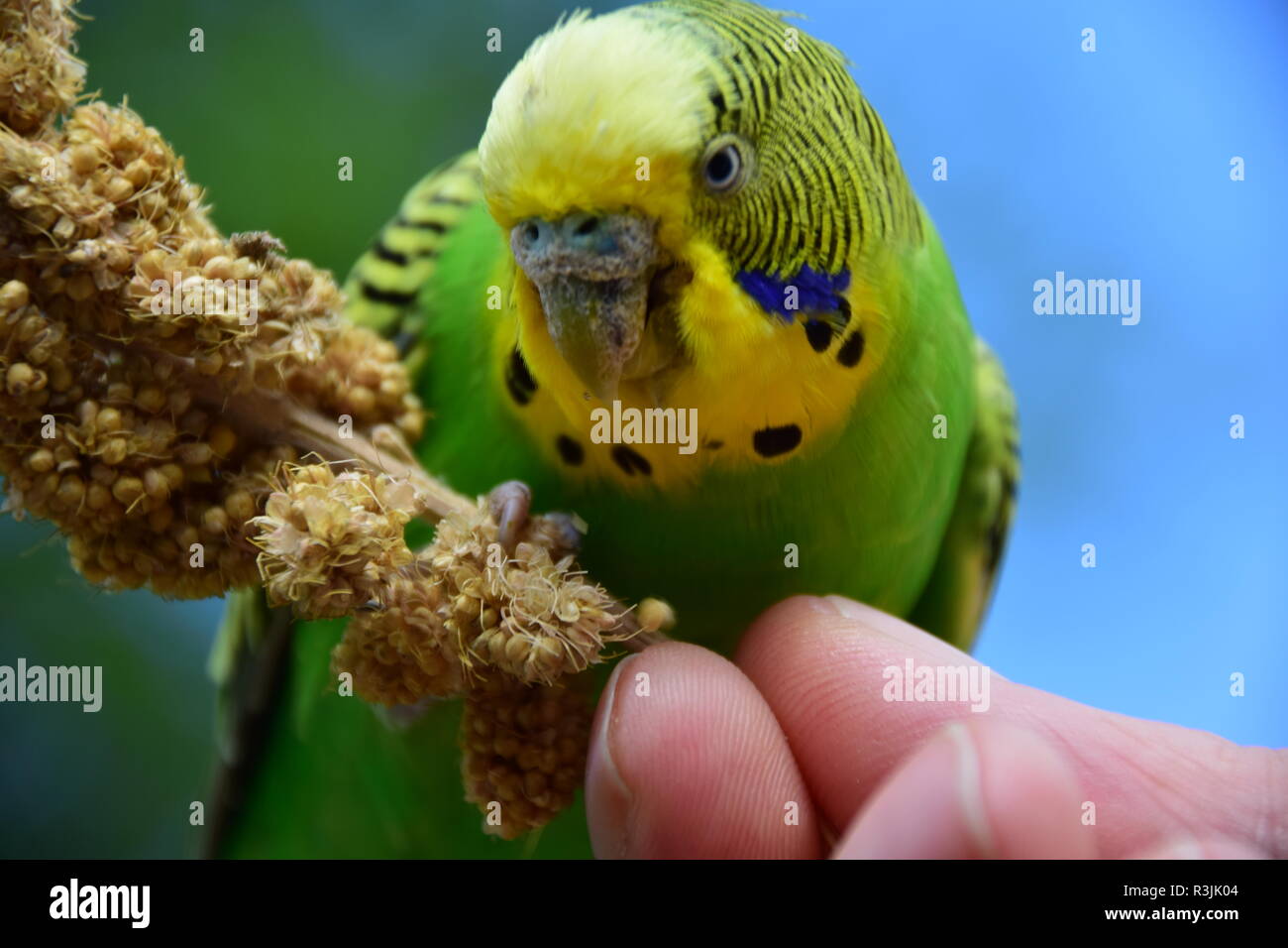 Budgerigar Foto Stock