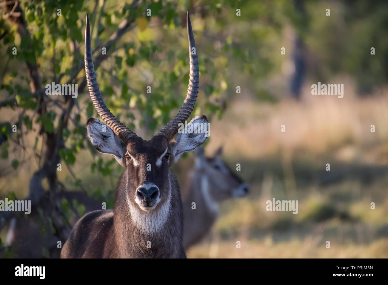 Africa, Botswana, Moremi Game Reserve. Close-up di waterbuck. Credito come: Jones & Shimlock Jaynes / Galleria / DanitaDelimont.com Foto Stock