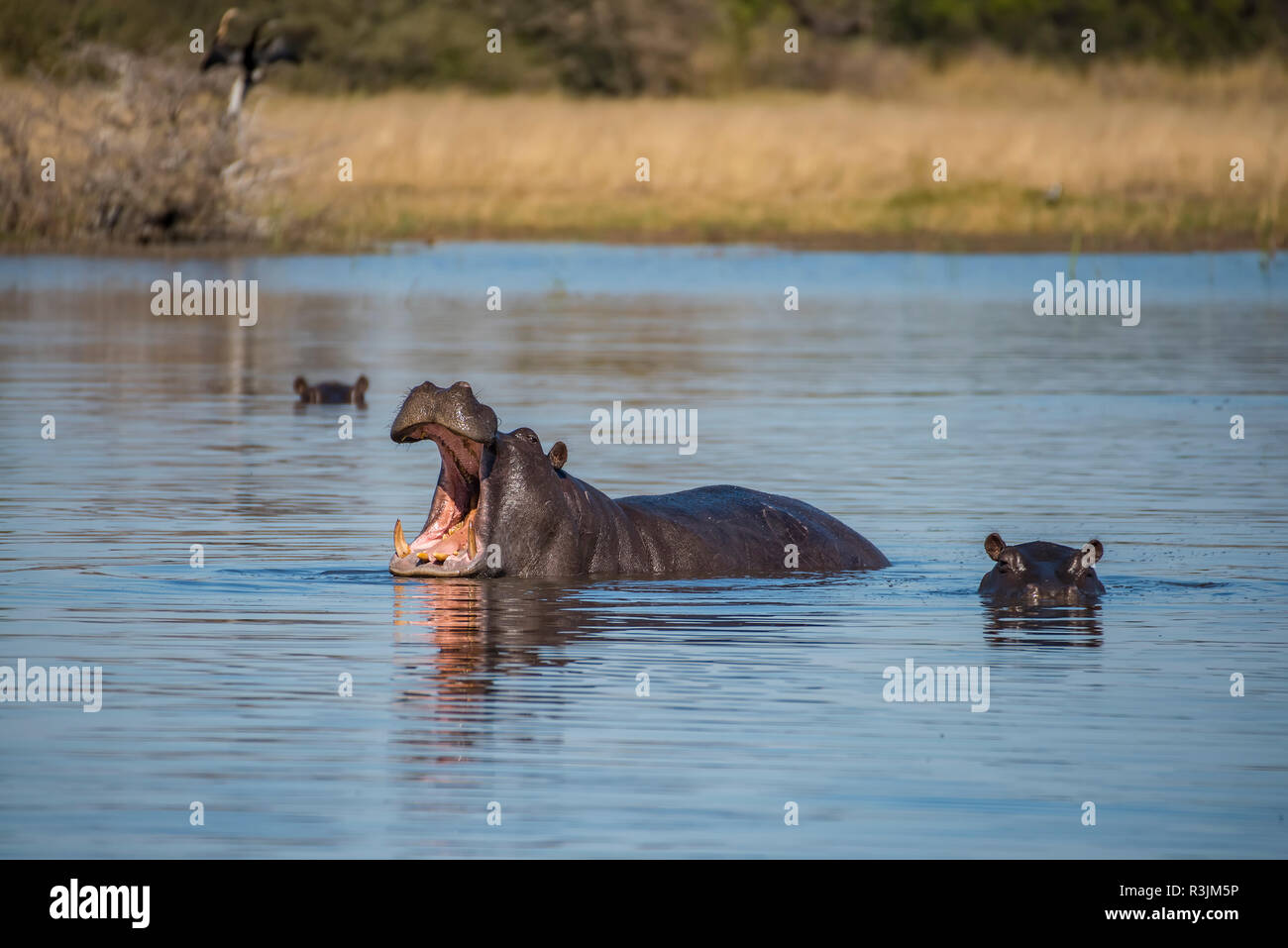 Africa, Botswana, Moremi Game Reserve. Ippopotami in fiume. Credito come: Jones & Shimlock Jaynes / Galleria / DanitaDelimont.com Foto Stock