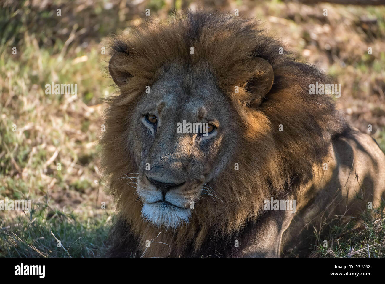 Africa, Botswana, Moremi Game Reserve. Close-up dei maschi di Lion. Credito come: Jones & Shimlock Jaynes / Galleria / DanitaDelimont.com Foto Stock