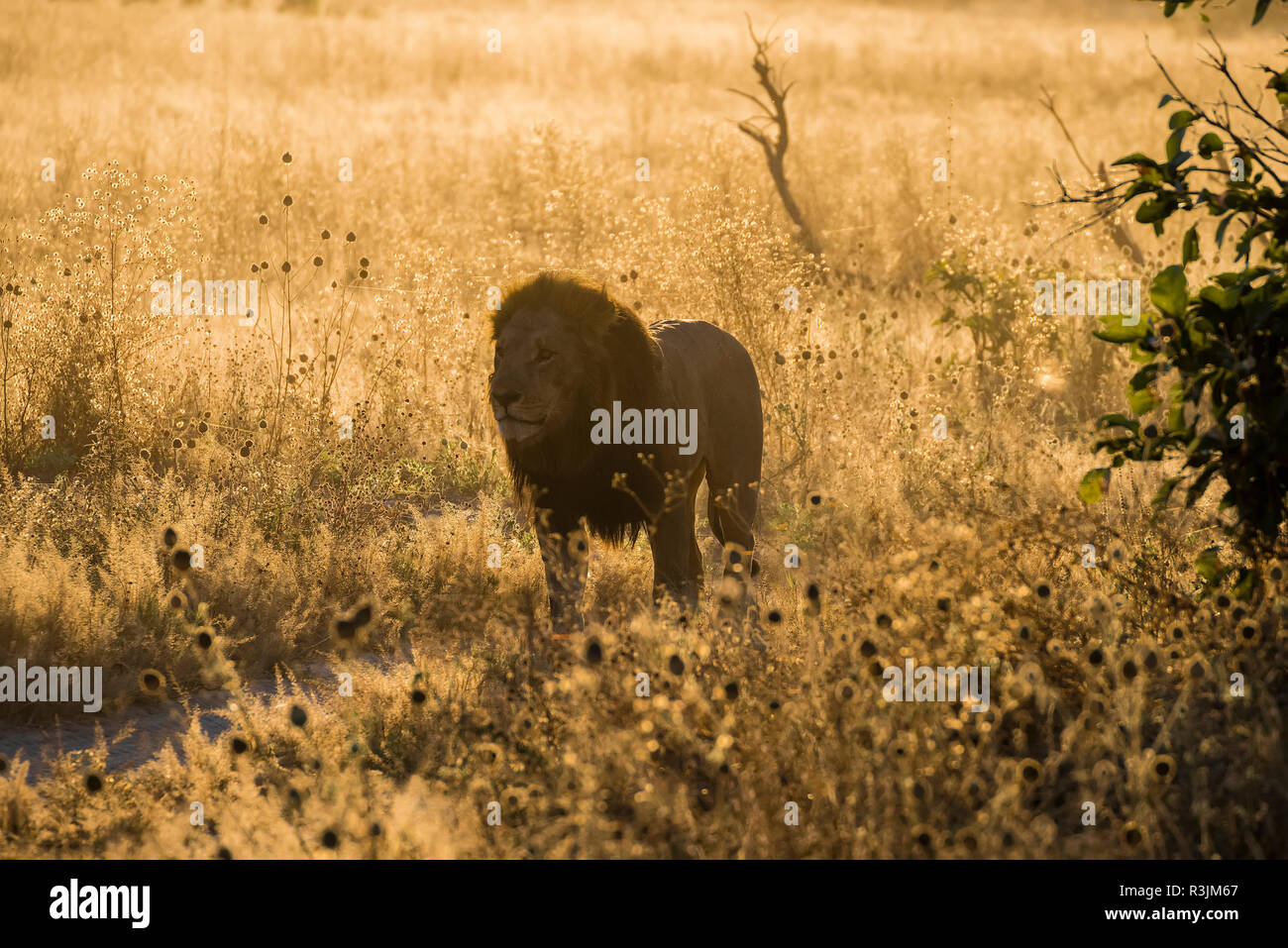 Africa, Botswana Chobe National Park. Adulto lion retroilluminato in erba. Credito come: Jones & Shimlock Jaynes / Galleria / DanitaDelimont.com Foto Stock