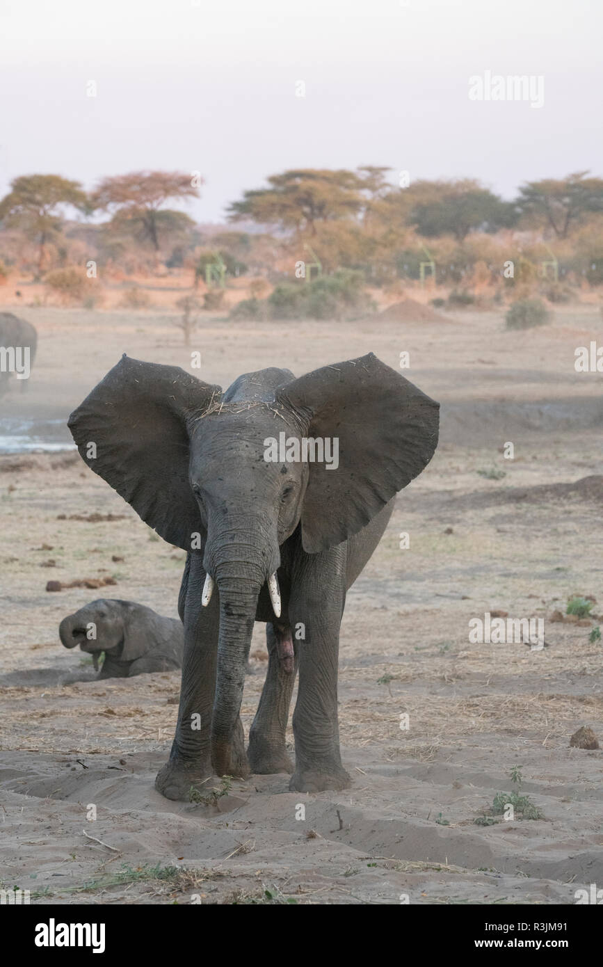 Toro giovane elefante africano (Loxodonta africana) bluff-carica, Senyati Camp, il Botswana. Foto Stock