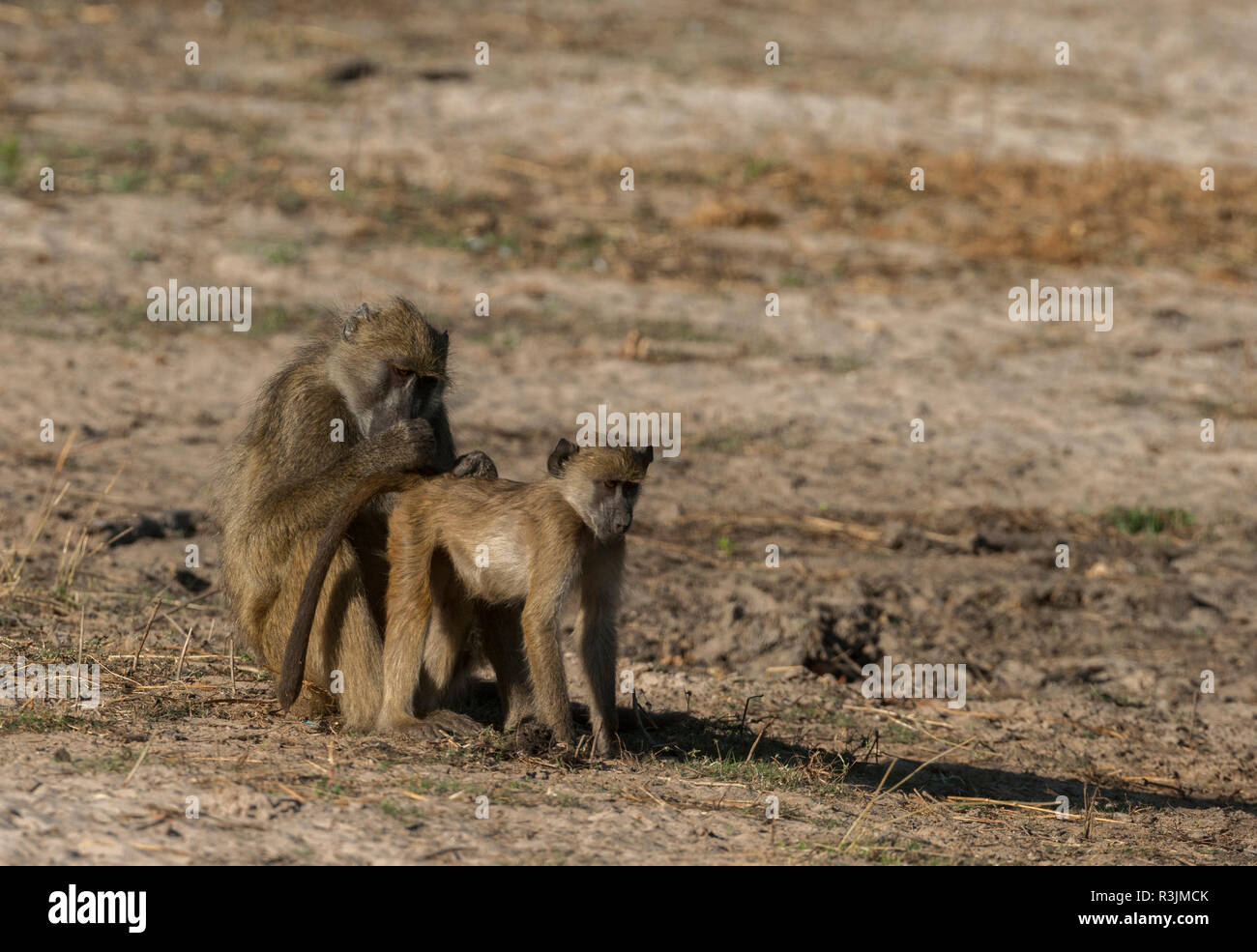 Il Botswana, Africa. I babbuini Chacma toelettatura. Foto Stock