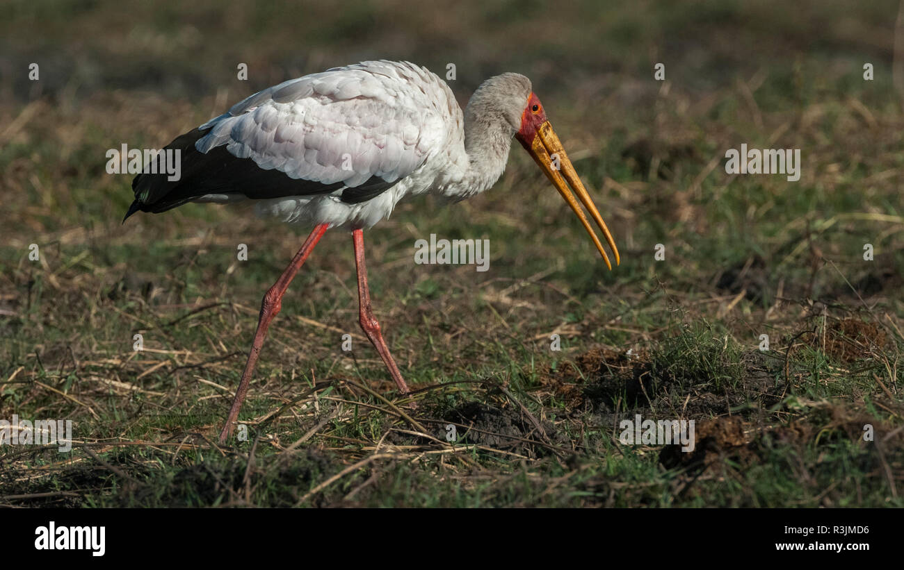 Il Botswana, Africa. Giallo-fatturati Cicogna. Foto Stock