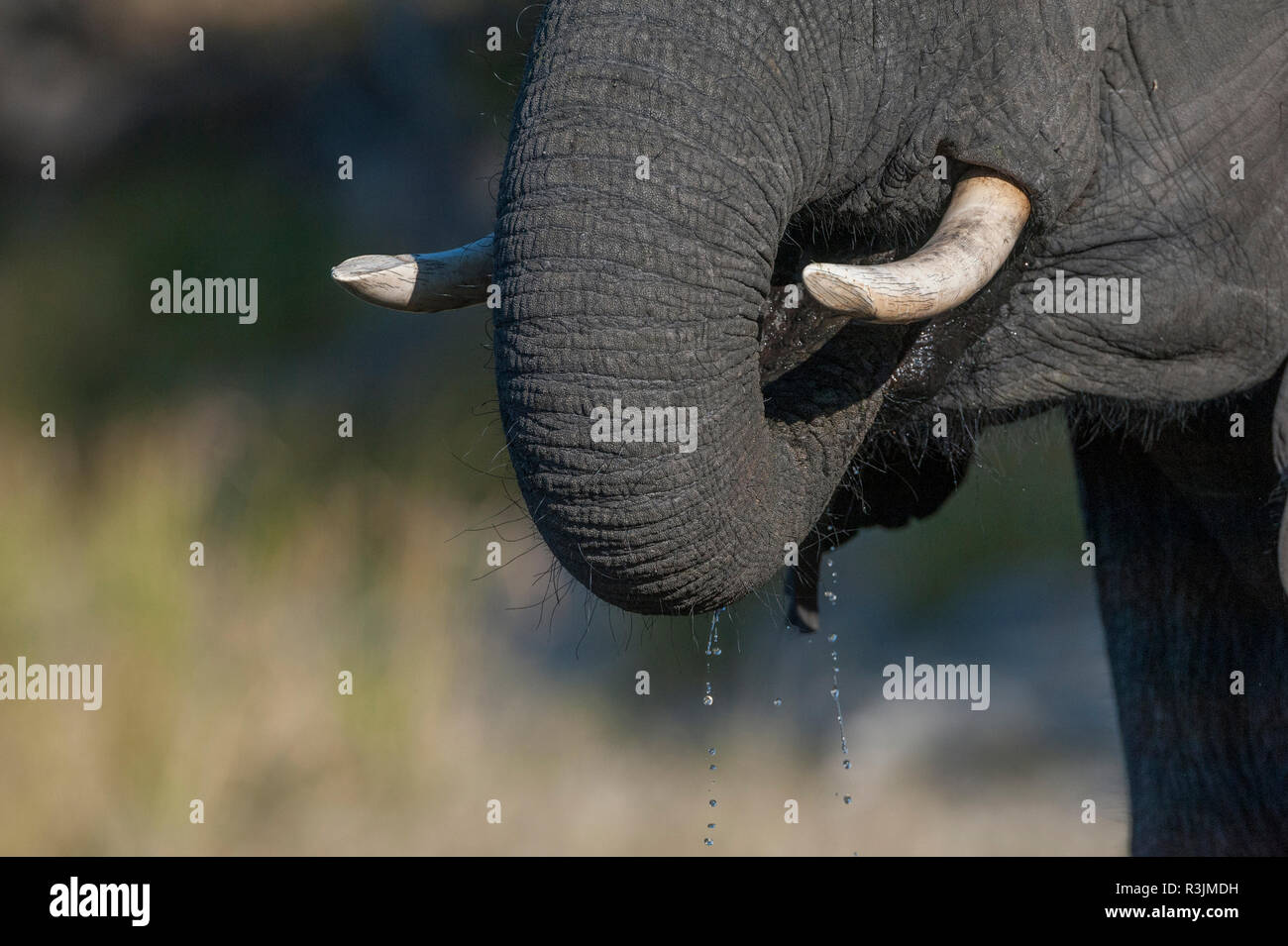 Il Botswana, Africa. Elefante africano a bere dal fiume Chobe. Foto Stock