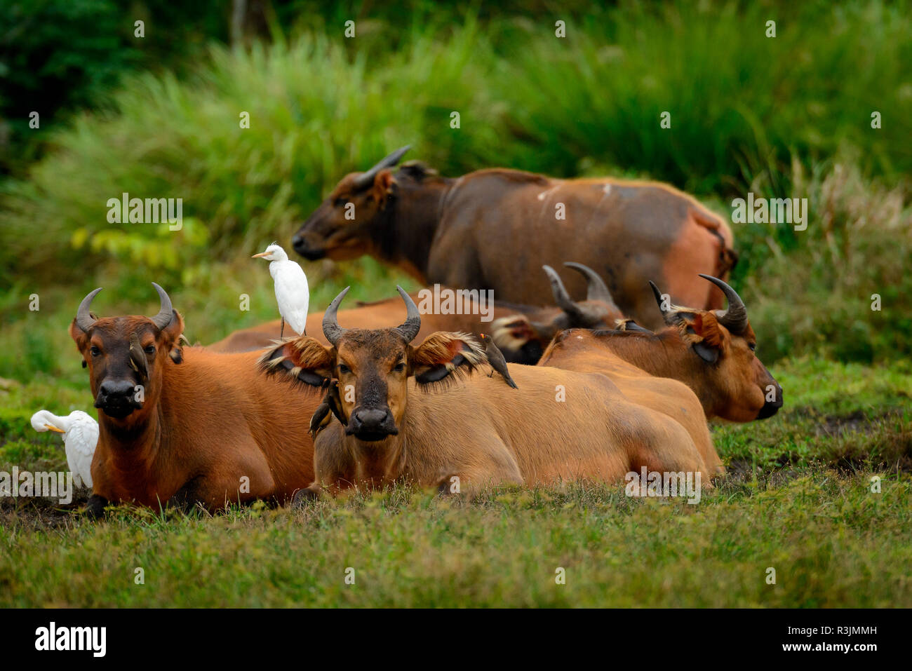 Foresta Africana buffalo (Syncerus caffer nanus) in Lango Bai. Odzala-Kokoua Parco Nazionale. Regione Cuvette-Ouest. Repubblica del Congo Foto Stock