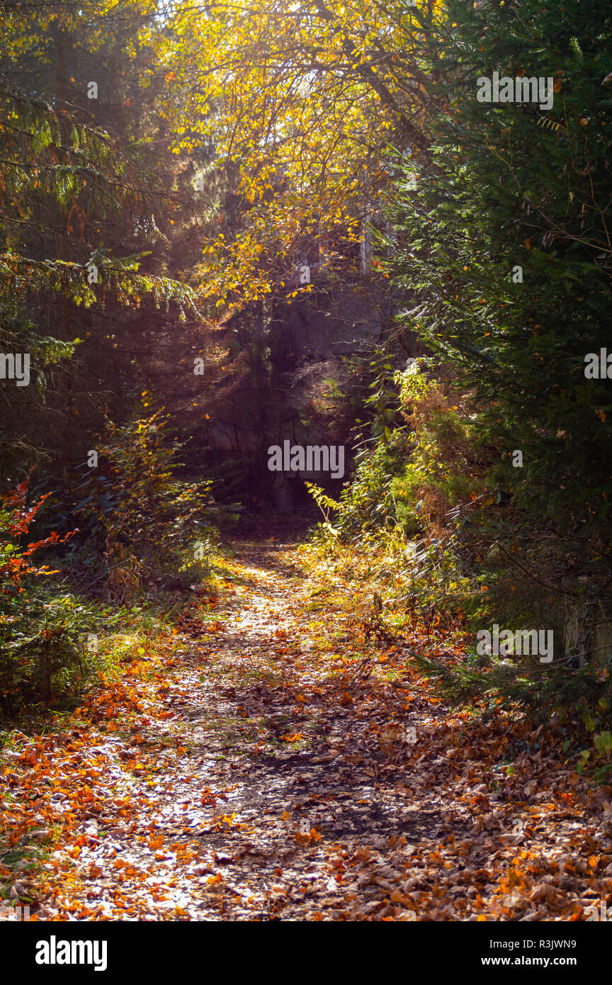 Herbstimmung im Wald Foto Stock